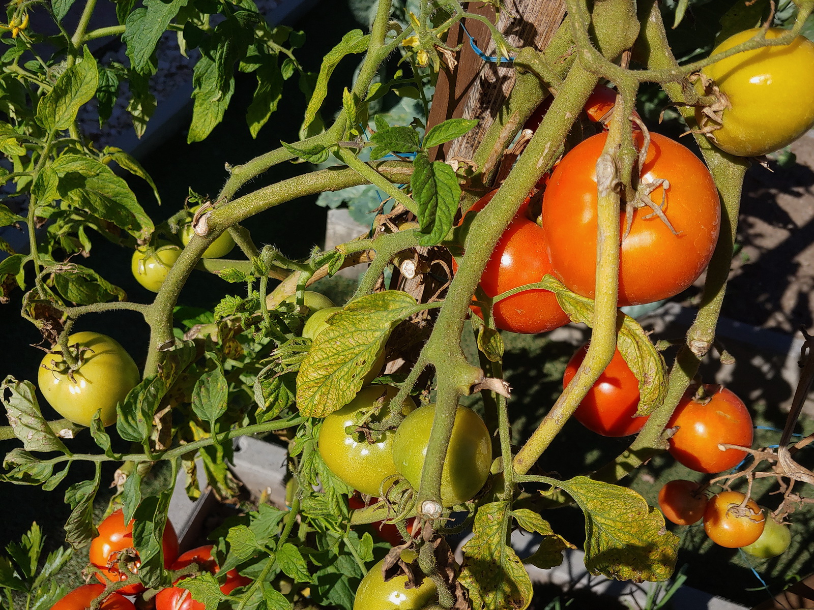20200908_153231_HDR