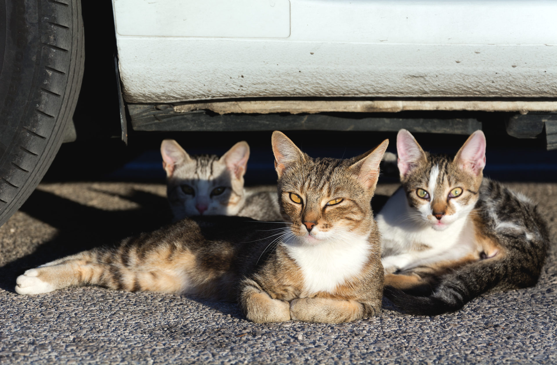 three street cats